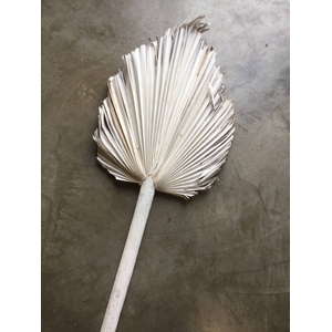 DRIED FLOWERS - PALM SPEAR FROSTED WHITE 120-150CM 1PC