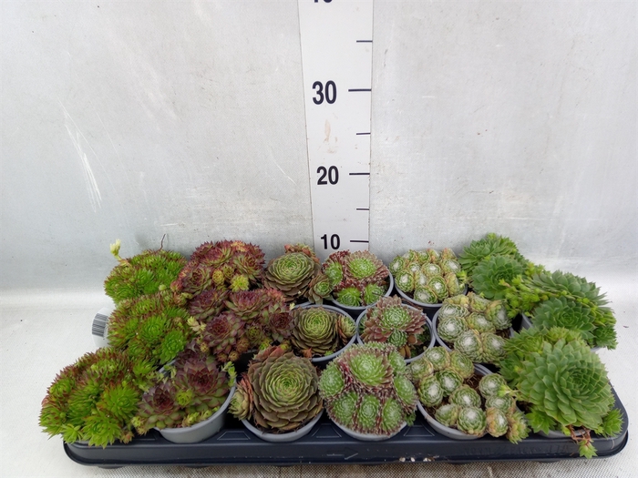 Sempervivum   ...mix