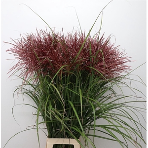 Miscanthus Rotfeder