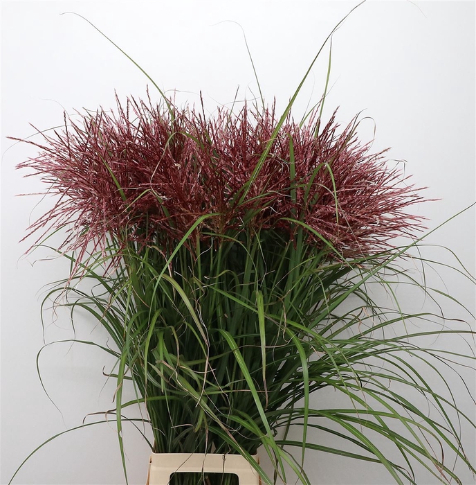 <h4>Miscanthus El Tigre</h4>