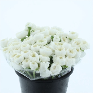 Ran Su Sr Niveo Extra