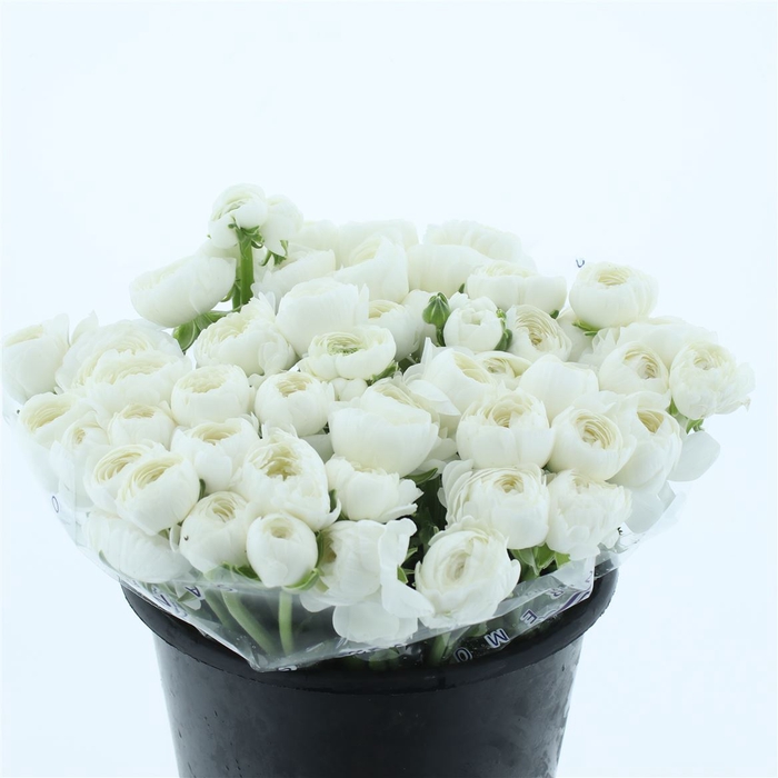 <h4>Ran Su Sr Niveo Extra</h4>