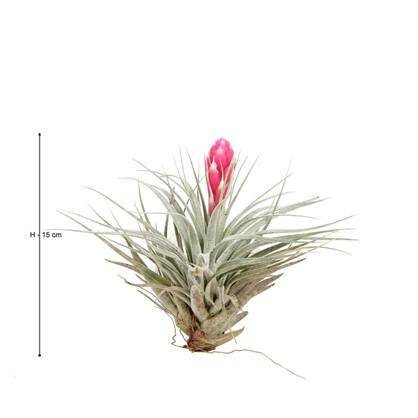 <h4>Tilllandsia Cotton Candy - airplant</h4>