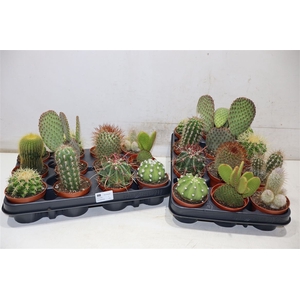 Cactus Ov