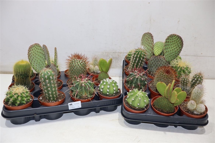 <h4>Cactus Ov</h4>