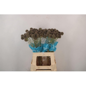 Scabiosa Stellata Seeds