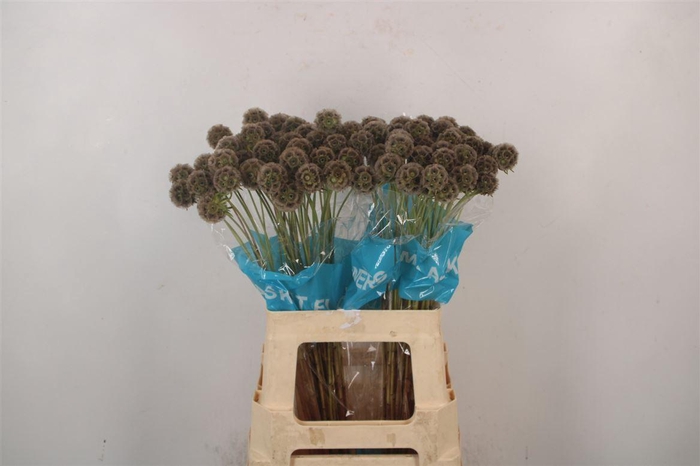 <h4>Scabiosa Stellata Seeds</h4>