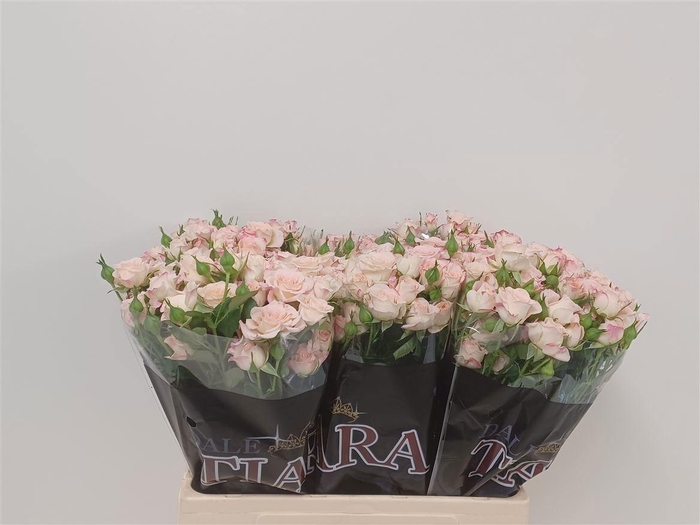 <h4>R Tr Reflex</h4>