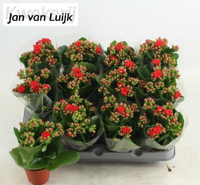 <h4>KAL GE RF NOELLE</h4>