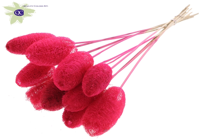 Luffa Mini on stem Cerise