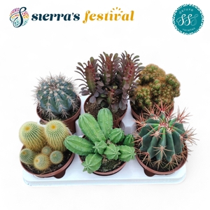 Festival® - Cactus Mix (Deluxe)