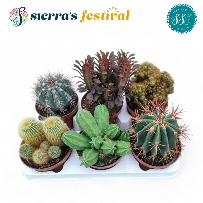 <h4>Festival® - Cactus Mix (Deluxe)</h4>