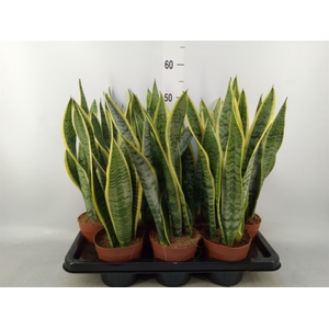 Sansevieria trifa. 'Laurentii'