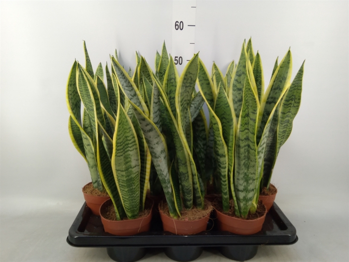 <h4>Sansevieria trifa. 'Laurentii'</h4>