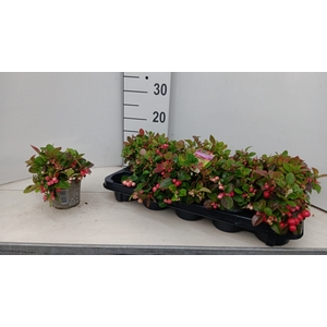 GAULTH PROCUMBENS