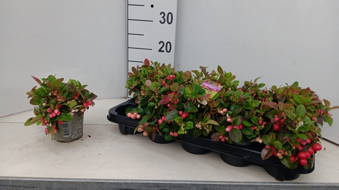 <h4>GAULTH PROCUMBENS</h4>