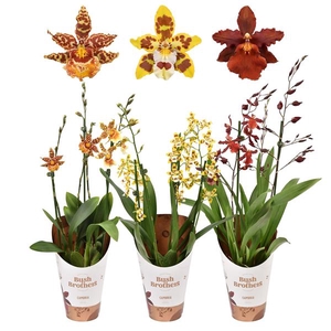 Cambria 3 tak mix