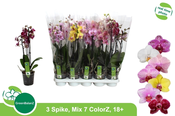 <h4>PHAL GEM 7 KL</h4>