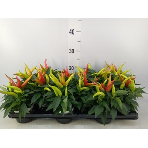 Capsicum annuum 'Joker'