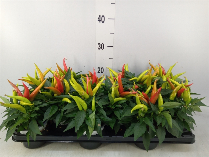 <h4>Capsicum annuum 'Joker'</h4>