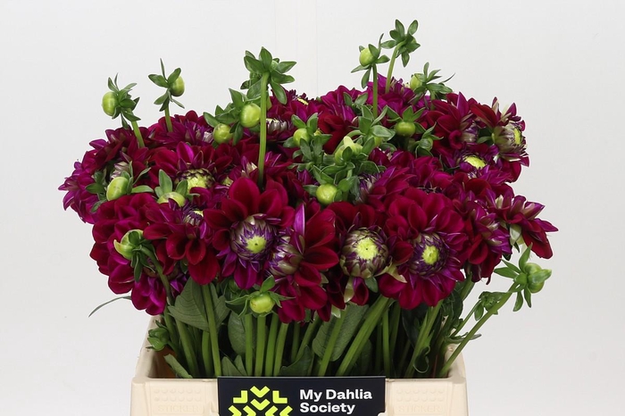 <h4>Dahlia Ivannetti</h4>