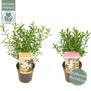 Eriostemon myoporoides