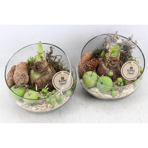 arr4 Amaryllis PL - Glas bol schuin x5