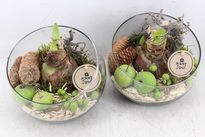 <h4>arr4 Amaryllis PL - Glas bol schuin x5</h4>