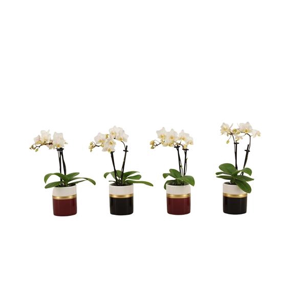 <h4>Dolomite Horizon Black / Bordeaux Tiny Dolls Wit 2T12+ Aqu@</h4>