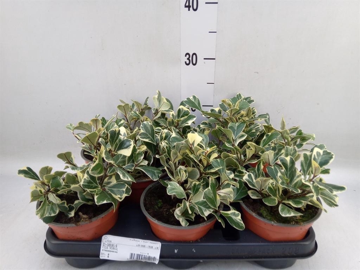 <h4>Ficus   ...</h4>