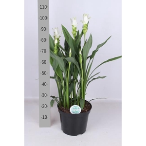 CURCUMA ALISMATIFOLIA SIAM SHINE CU