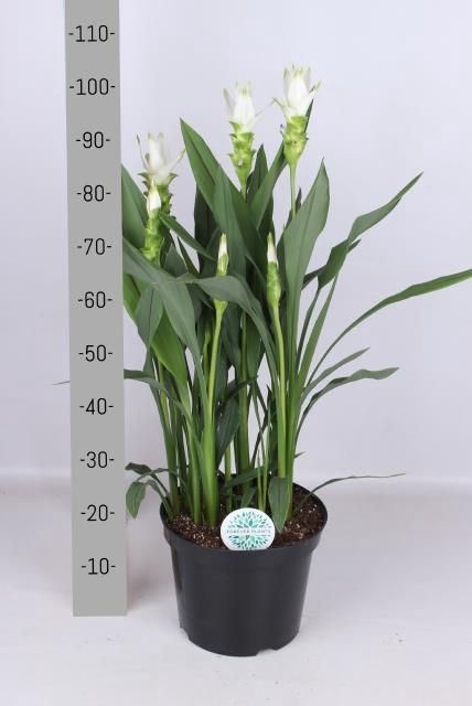 CURCUMA ALISMATIFOLIA SIAM SHINE CU