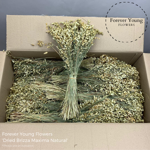 Dried Briza Maxima Natural
