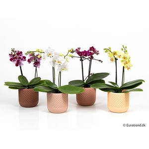 PHALAENOPSIS-HYBRID E 4221