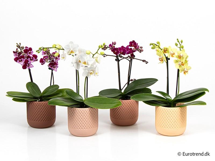 <h4>PHALAENOPSIS-HYBRID E 4221</h4>