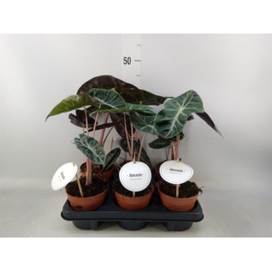 Alocasia   ...