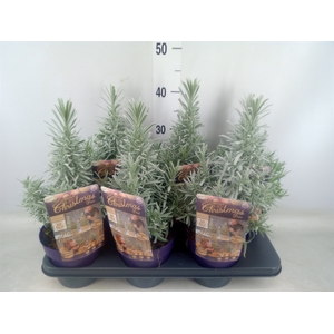 Lavandula angus.