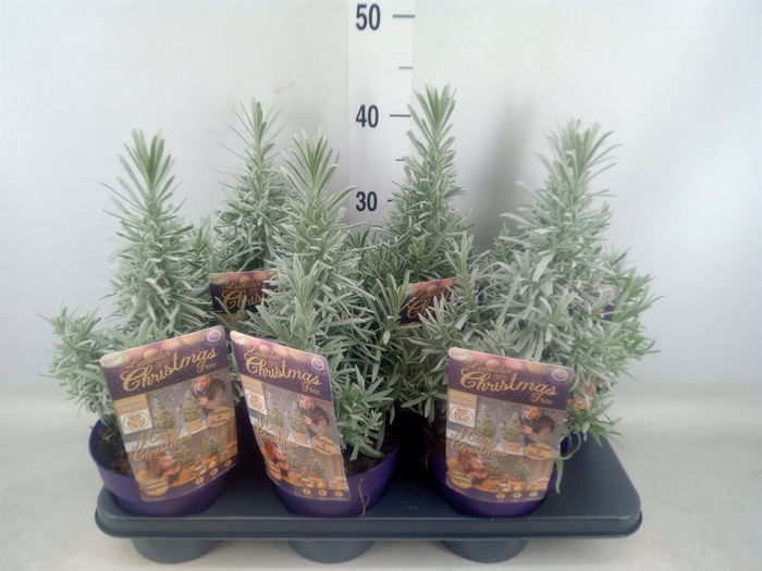 <h4>Lavandula angus.</h4>