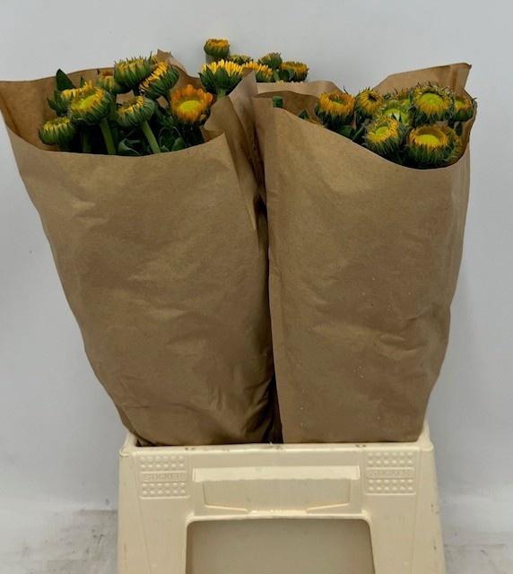 <h4>CALEND SONS GELB</h4>