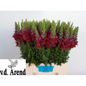 ANTIR AVIGNON DA RED