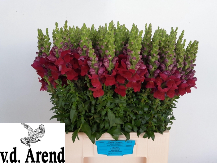 <h4>ANTIR AVIGNON DA RED</h4>