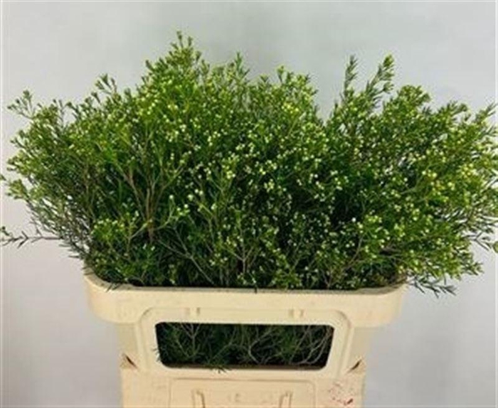 Chame Un Jupite Moon