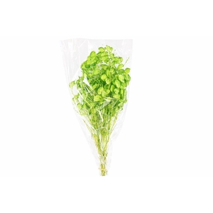 Dried Lunaria L Green Bunch Poly