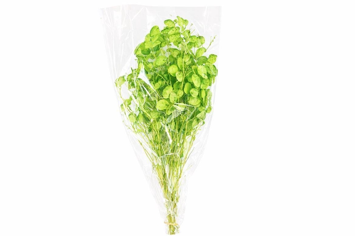 <h4>Dried Lunaria L Green Bunch Poly</h4>
