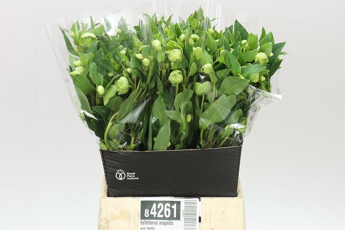 <h4>Helleborus Magnificent Bells</h4>