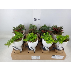 Arr.   Kamerplant Groen L%