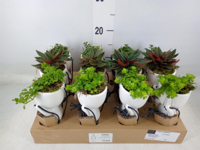 <h4>Arr.   Kamerplant Groen L%</h4>