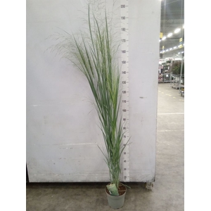 Panicum virgatum