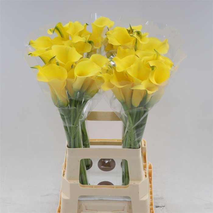 <h4>Calla Sunny Art</h4>