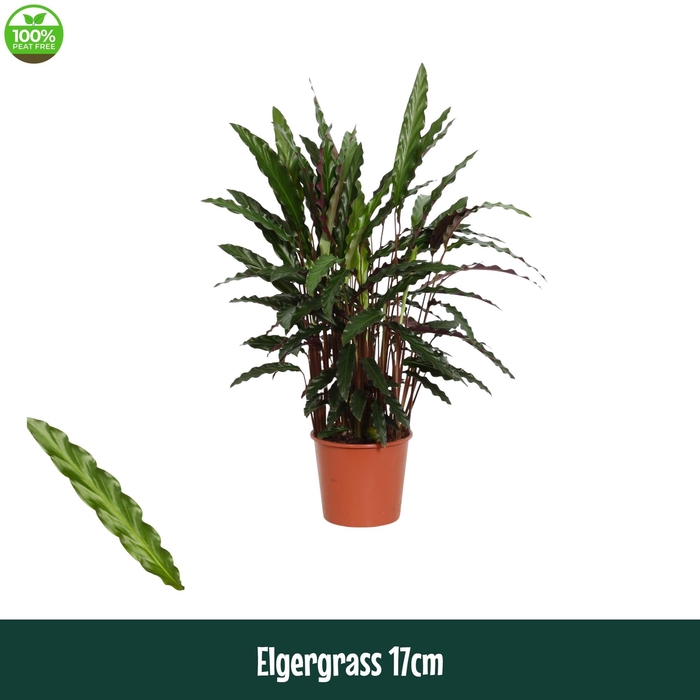 <h4>Calathea 17cm Elgergrass - Living</h4>